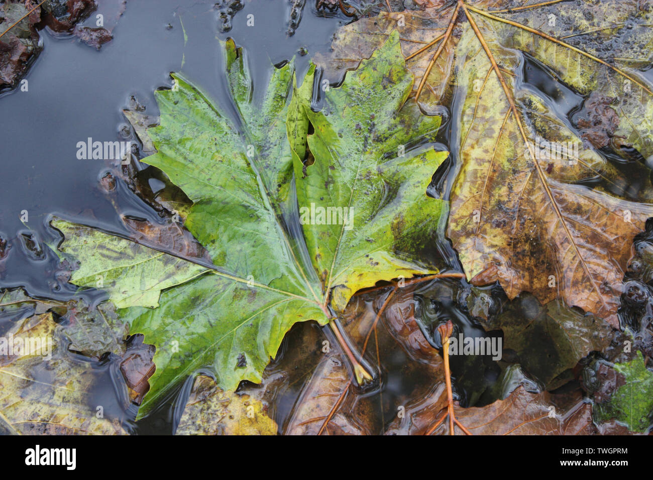 Foglie di autunno in una pozza Foto Stock