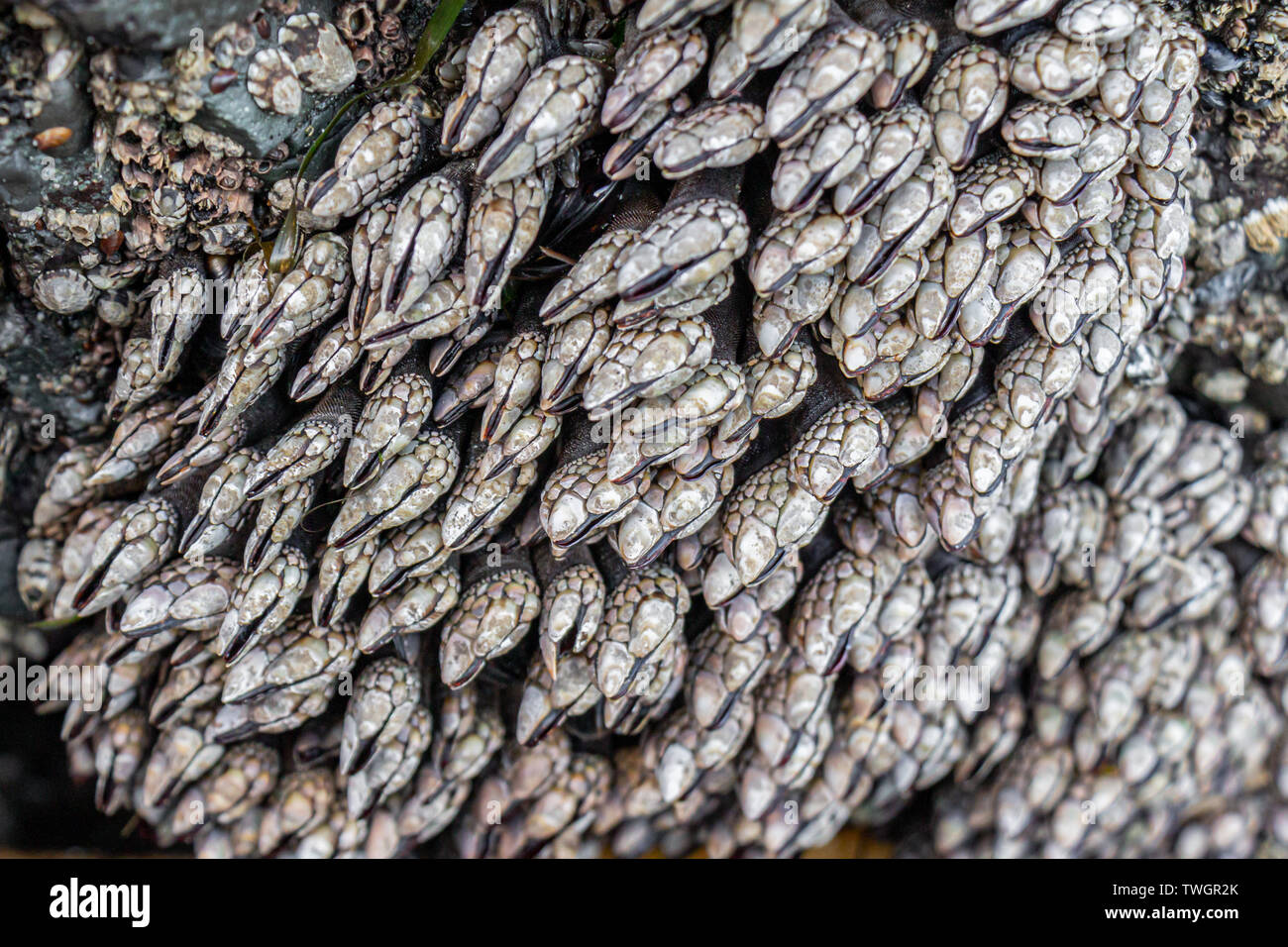 Goose cirripedi (Pollicipes sp.), sulla costa di Washington, Stati Uniti d'America. Foto Stock