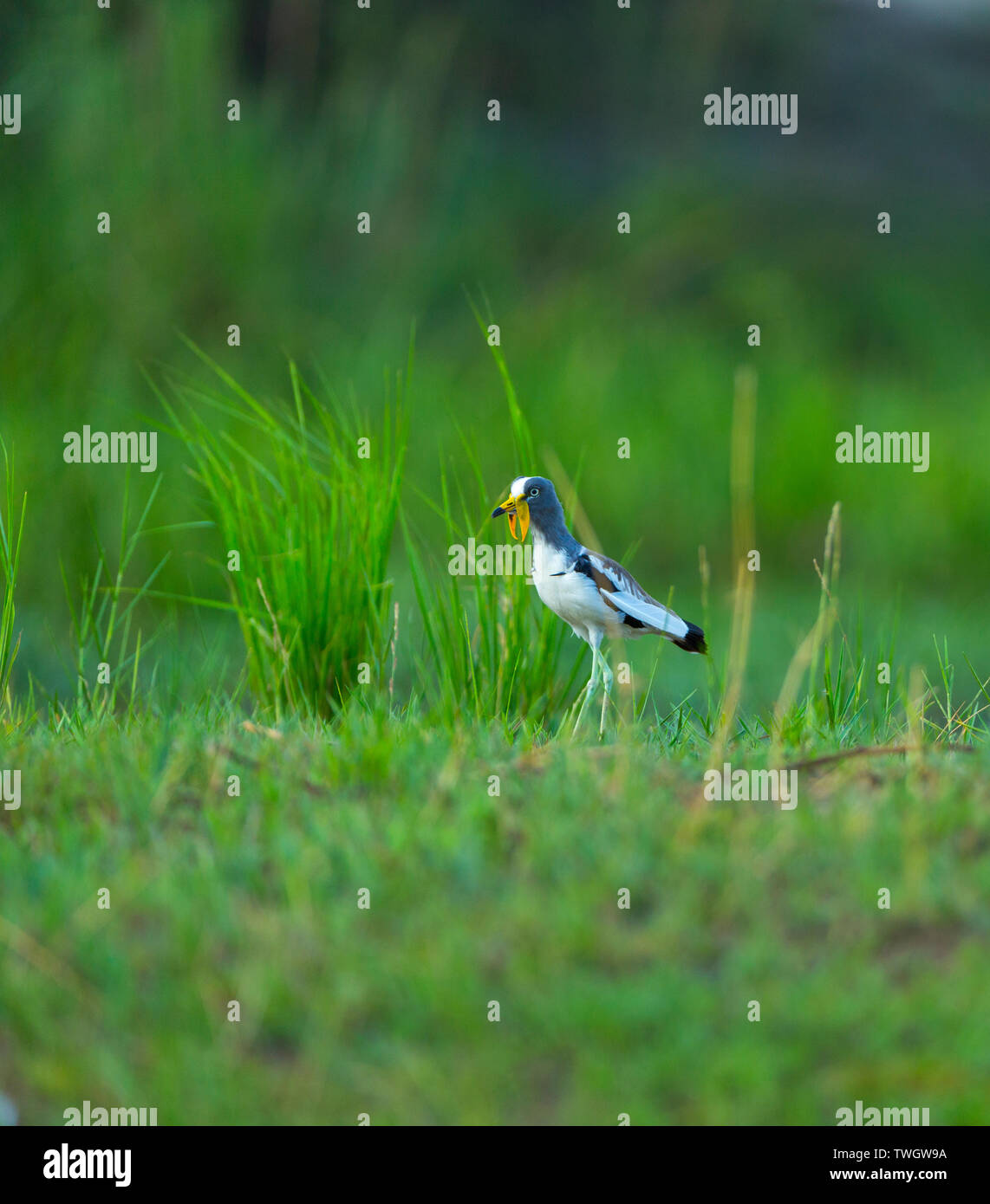 Bianco-incoronato pavoncella, bianco-guidato pavoncella, bianco-guidato Plover o bianco-Crowned Plover (Vanellus albiceps), il fiume Zambesi, Victoria Falls o Mosi-Oa Foto Stock