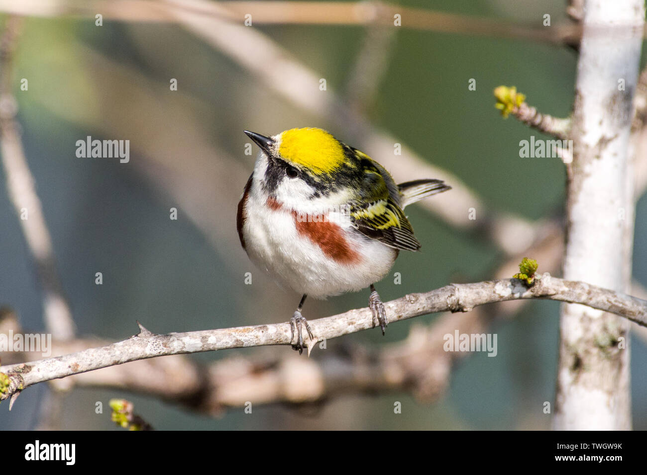 Un castagno facciate trillo (Setophaga pensylvanica) appollaiato su un ramo durante la migrazione a molla. Foto Stock Un castagno facciate trillo (Setophaga pensylvanica) appollaiato su un ramo durante la migrazione a molla. Foto Stock