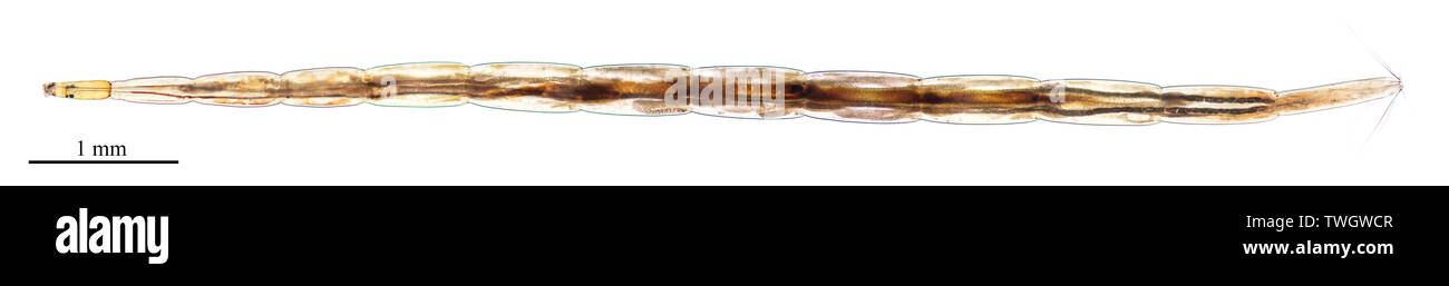 Immagine microscopica di midge larva (Chironomidae) trovati nella zona umida d'acqua dolce Foto Stock