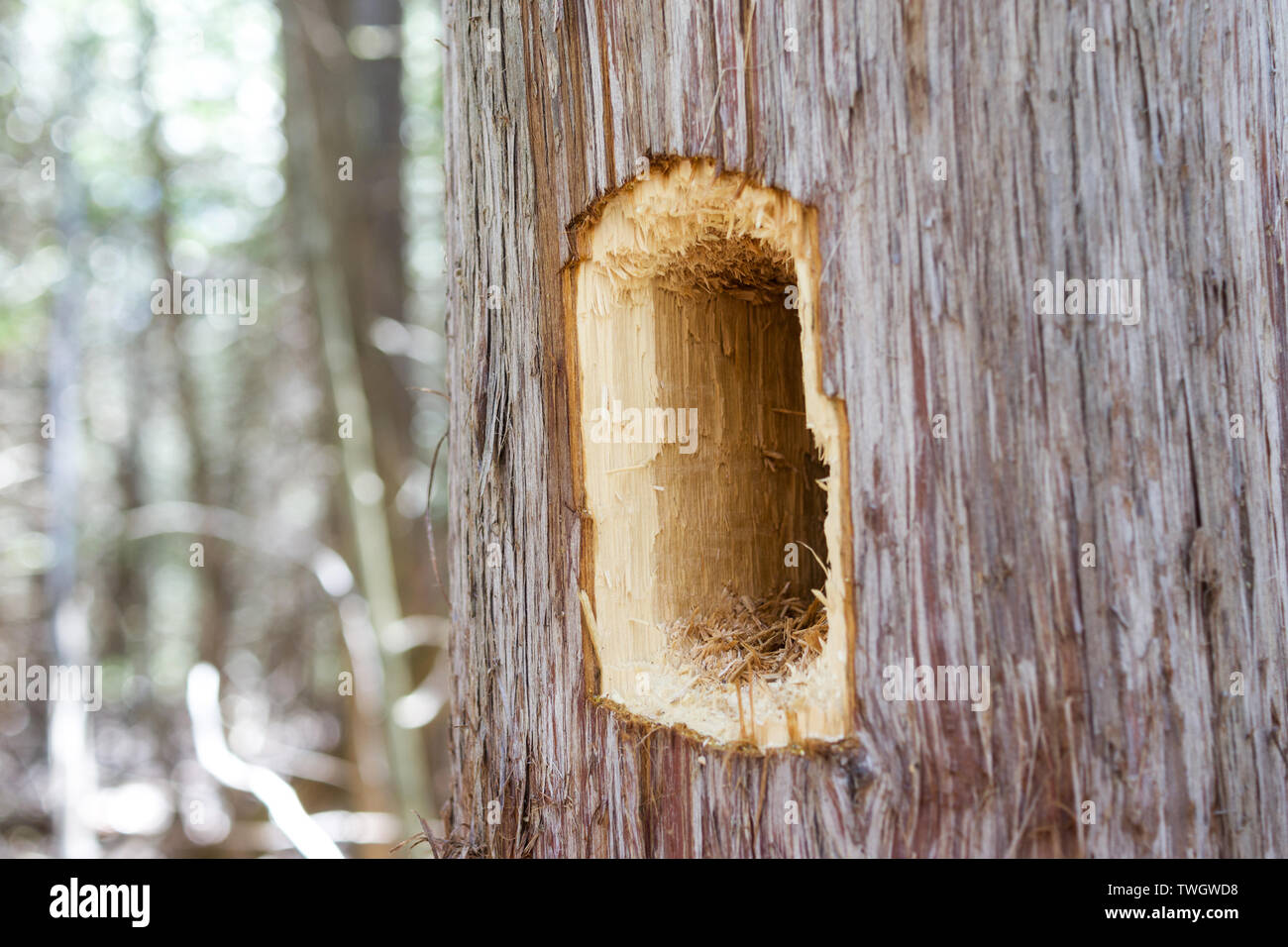 Un foro realizzato da un picchio pileated (Dryocopus pileatus) in un bianco orientale cedro. Foto Stock