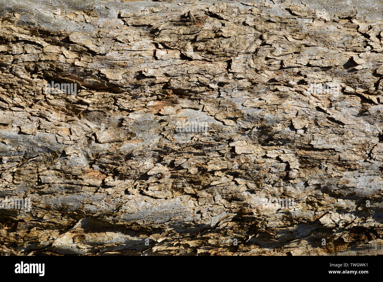 Vecchio di corteccia di albero con superficie ruvida come sfondo Foto Stock