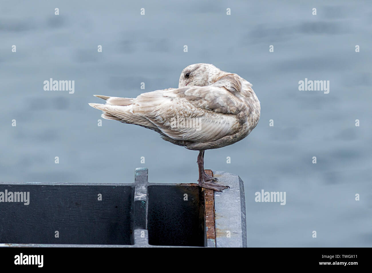 Un arroccato seagull preens stesso a Friday Harbor a Washington. Foto Stock