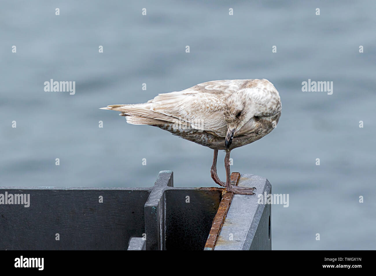 Un arroccato seagull preens stesso a Friday Harbor a Washington. Foto Stock