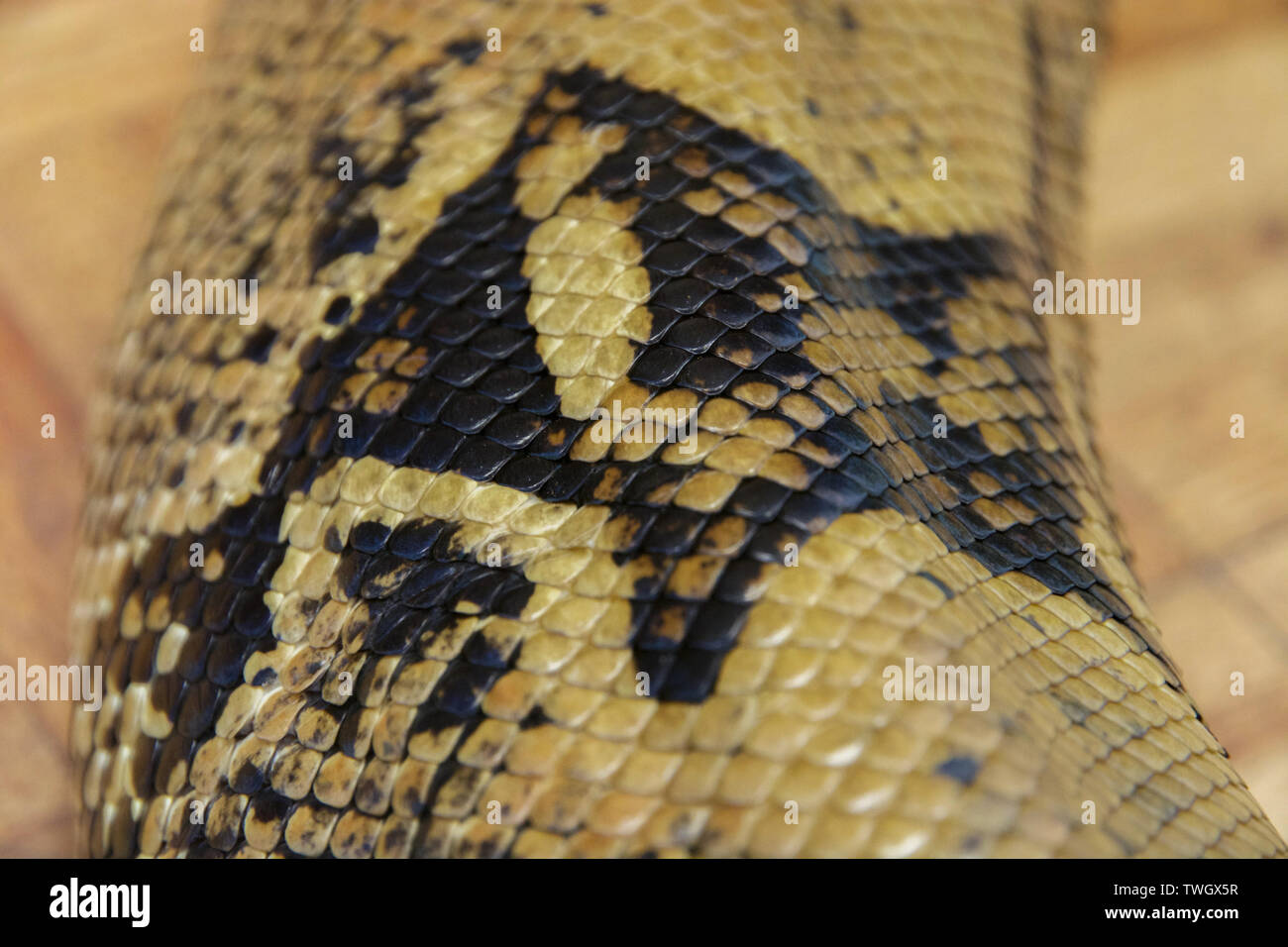 Close up della pelle di serpente Foto Stock