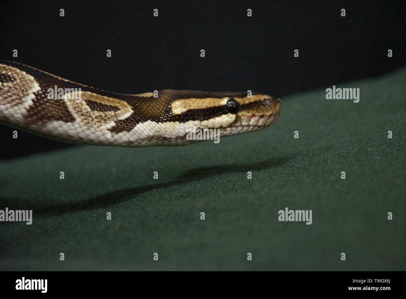 Close up della pelle di serpente Foto Stock
