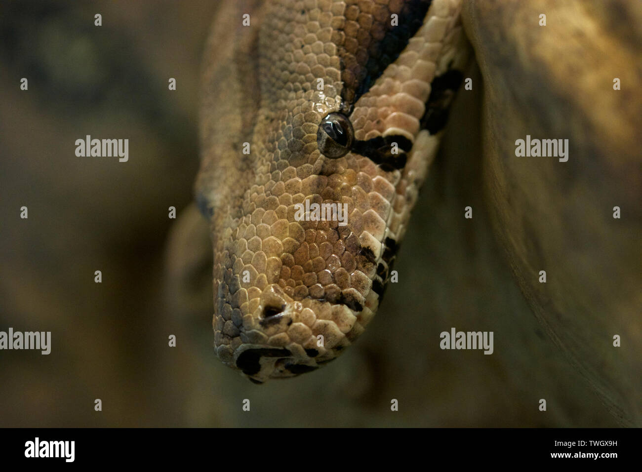 Una chiusura della testa di un serpente Foto Stock