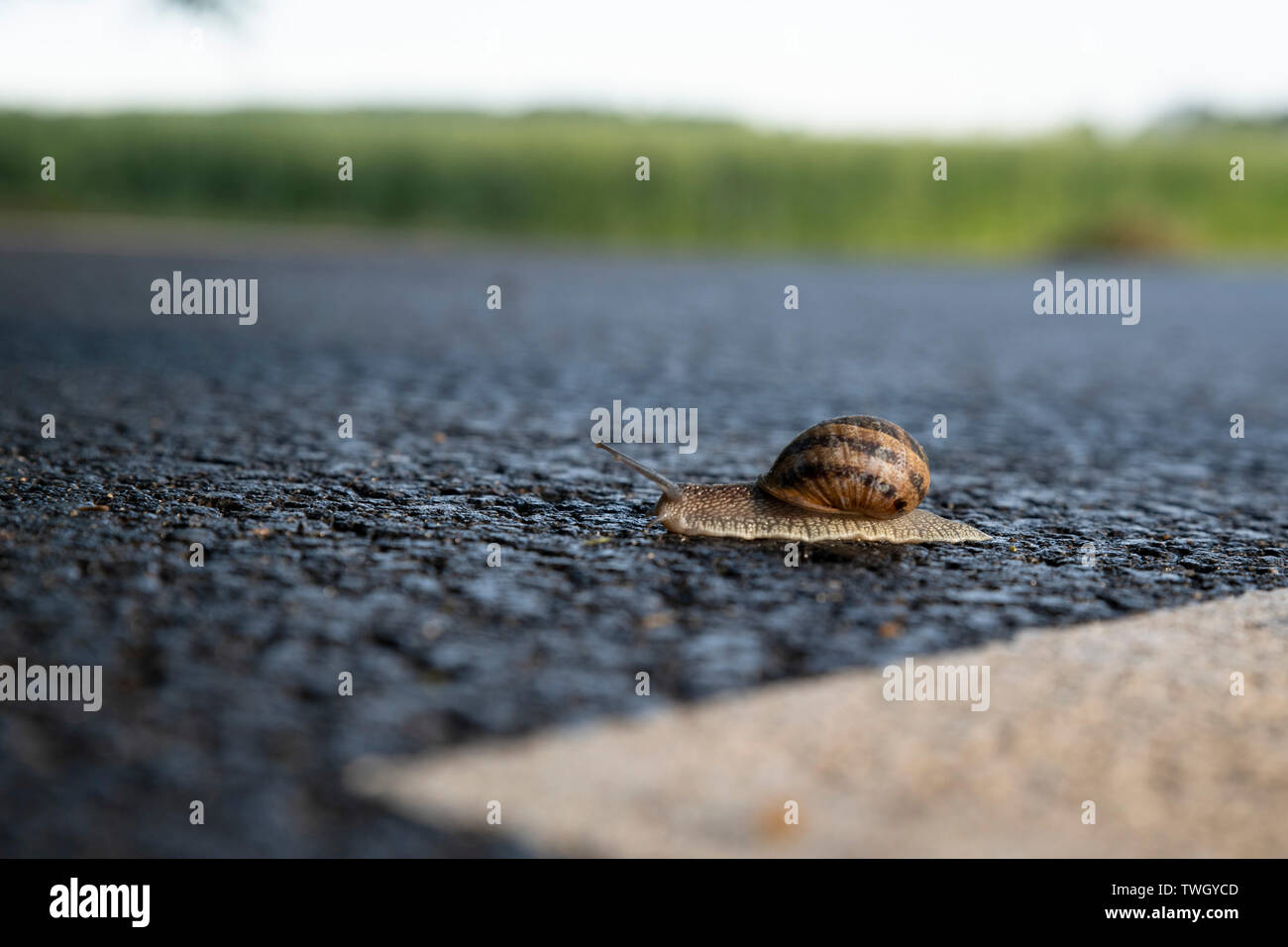 Una lumaca su una strada con una linea bianca Foto Stock