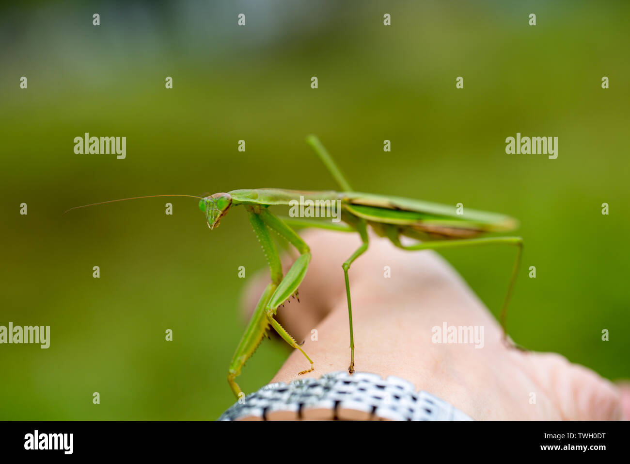 Mantis. Foto Stock