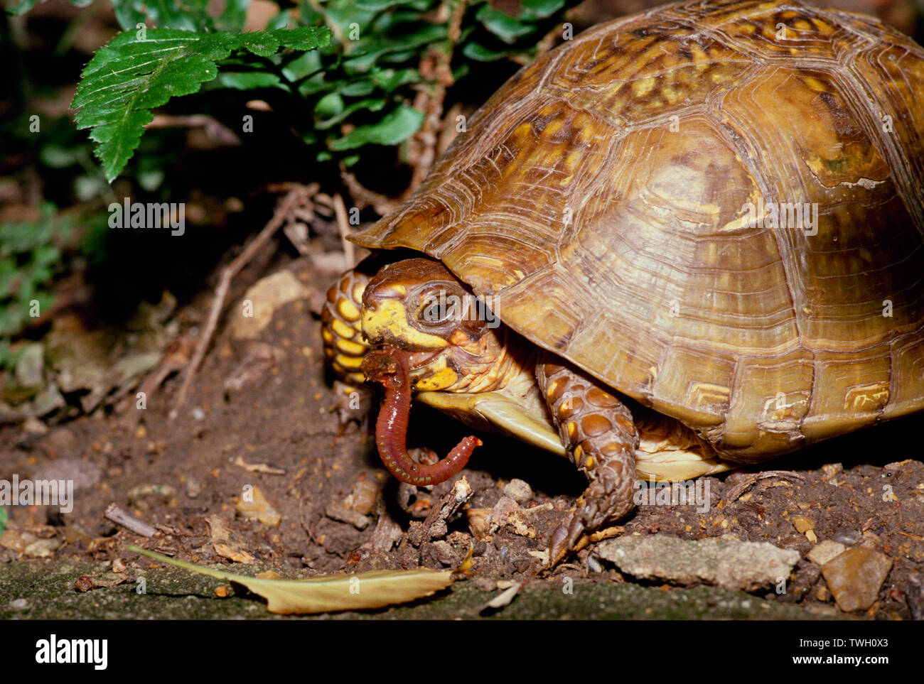 Una comune scatola tartaruga, Terrapene carolina in un giardino nel cortile di mangiare un lombrico con la bocca piena, giardino, Missouri, Stati Uniti d'America Foto Stock