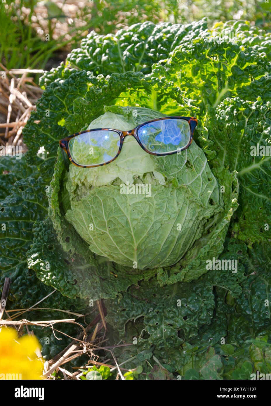 Testa di cavolo verde che indossa gli occhiali da lettura e una buffa faccia crescere nella comunità giardino, Yarmouth, Maine, Stati Uniti d'America Foto Stock