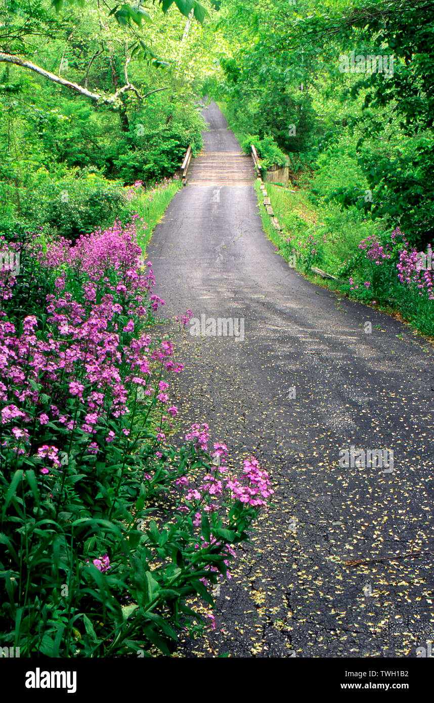 Strada di campagna in primavera anche se le curve alberata foresta con fiore fiori viola, Dames Rocket, matronalis Hesperus, attraversando un ponte, Missouri, Stati Uniti d'America Foto Stock