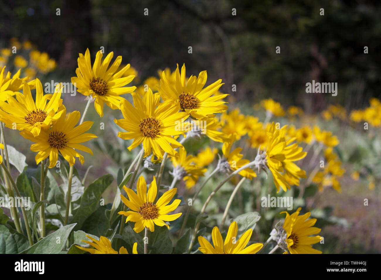 Balasmorhiza giallo fioritura di fiori di campo su una soleggiata giornata di primavera nella Okanagan Valley Foto Stock