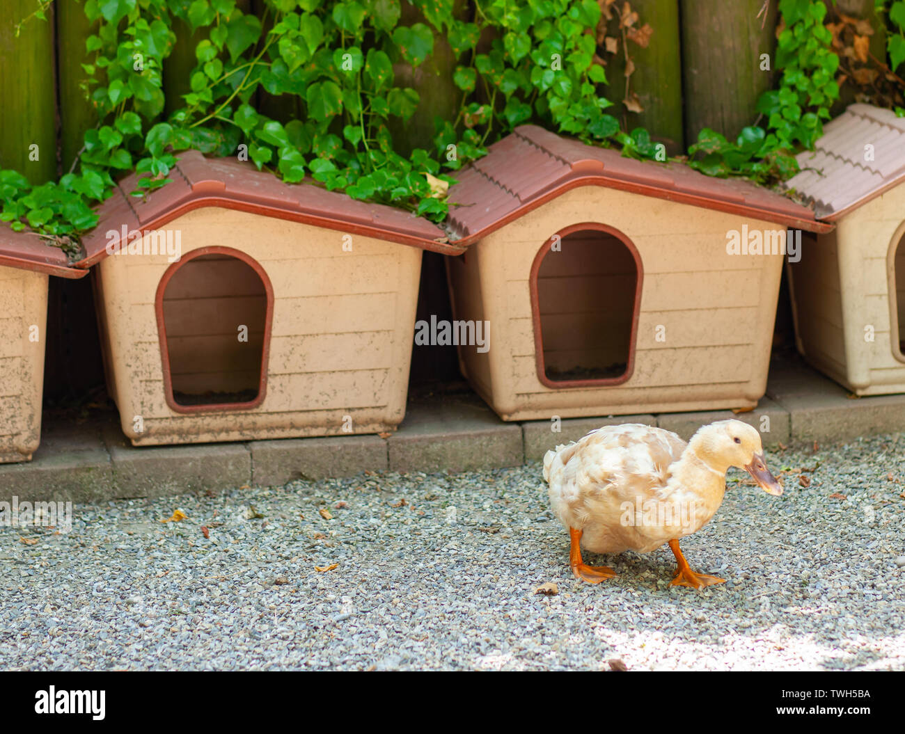 Carino cucce per anatre in allegro farm. Foto Stock