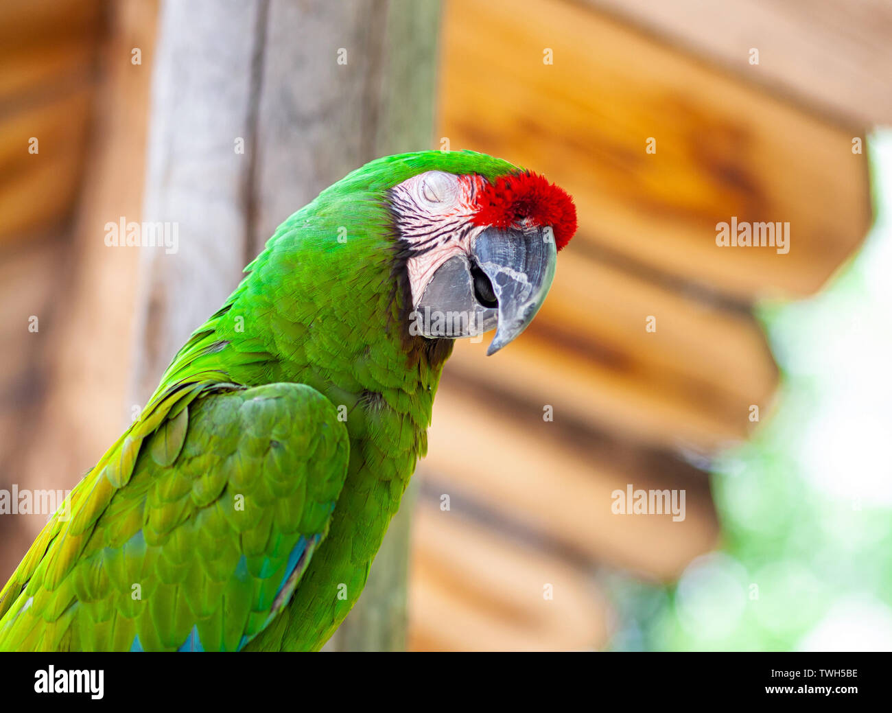 Macaw pappagallo uccello, un vivacemente colorato uccello del pappagallo famiglia trovata in America Centrale e America del Sud. Foto Stock