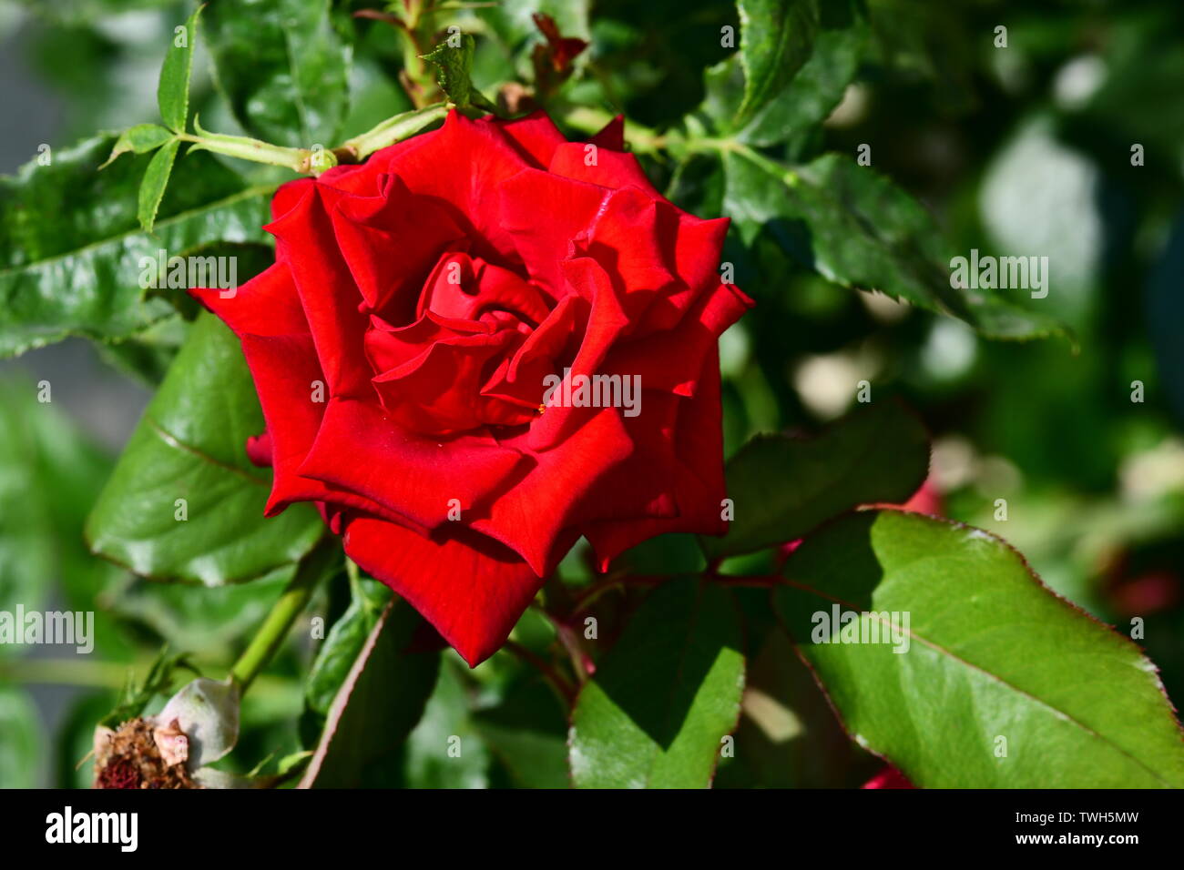 Le rose sono rosse Foto Stock