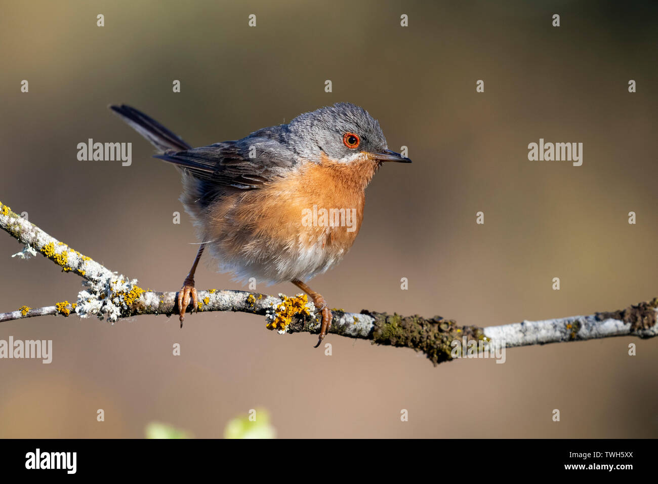 Trillo subalpino maschio. Sylvia cantillans, appollaiato su un ramo di un albero su di uno sfondo uniforme Foto Stock