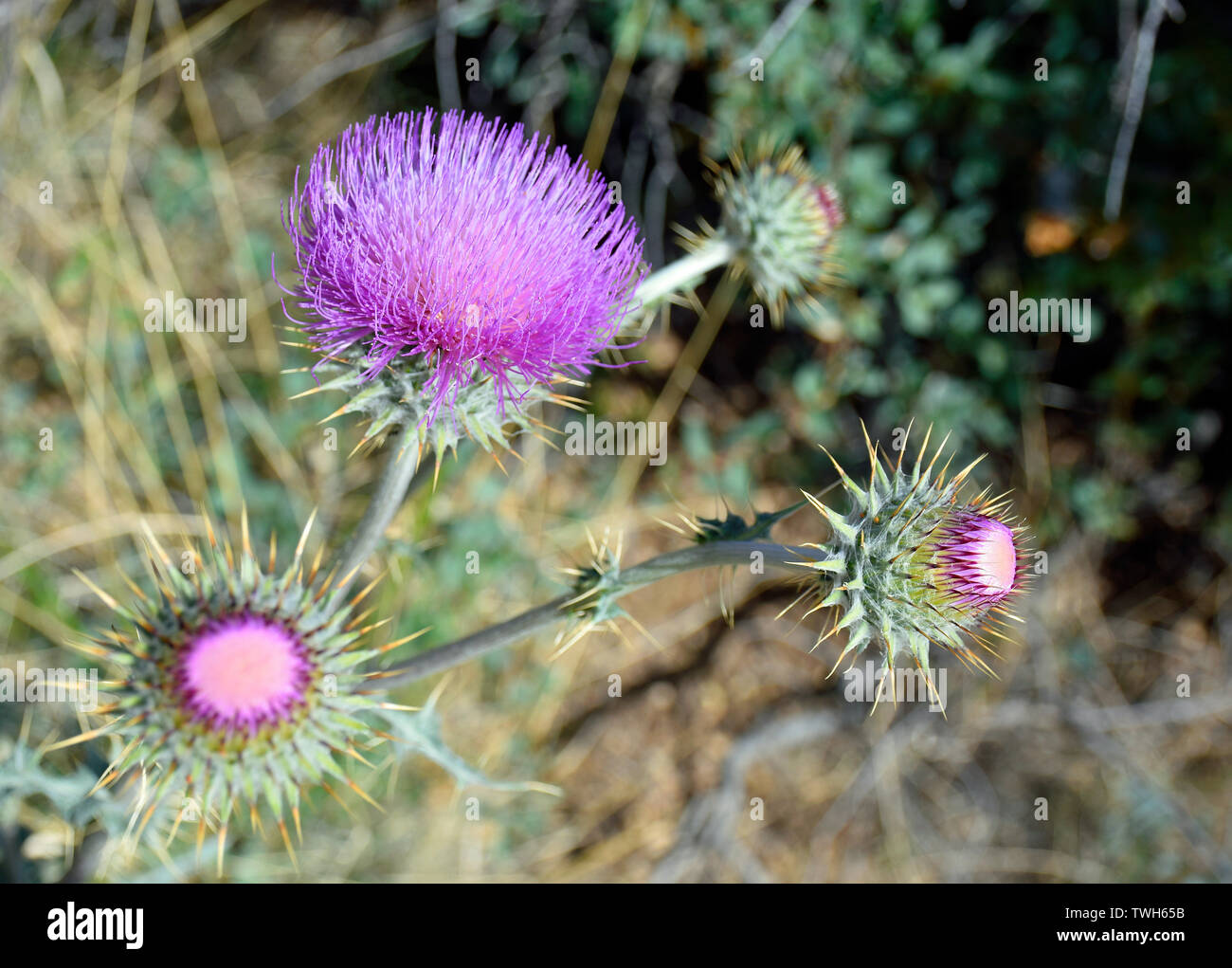 Nuovo Messico Thistle Foto Stock