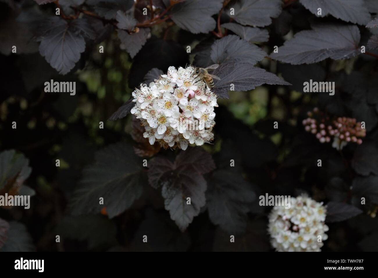 Il miele delle api feed su un mazzo di fiori bianchi. Foto Stock