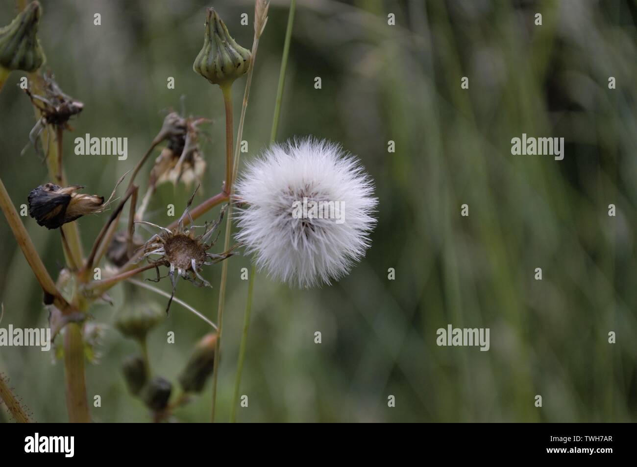 Seme delicata sfera pronto a cogliere il vento! Foto Stock