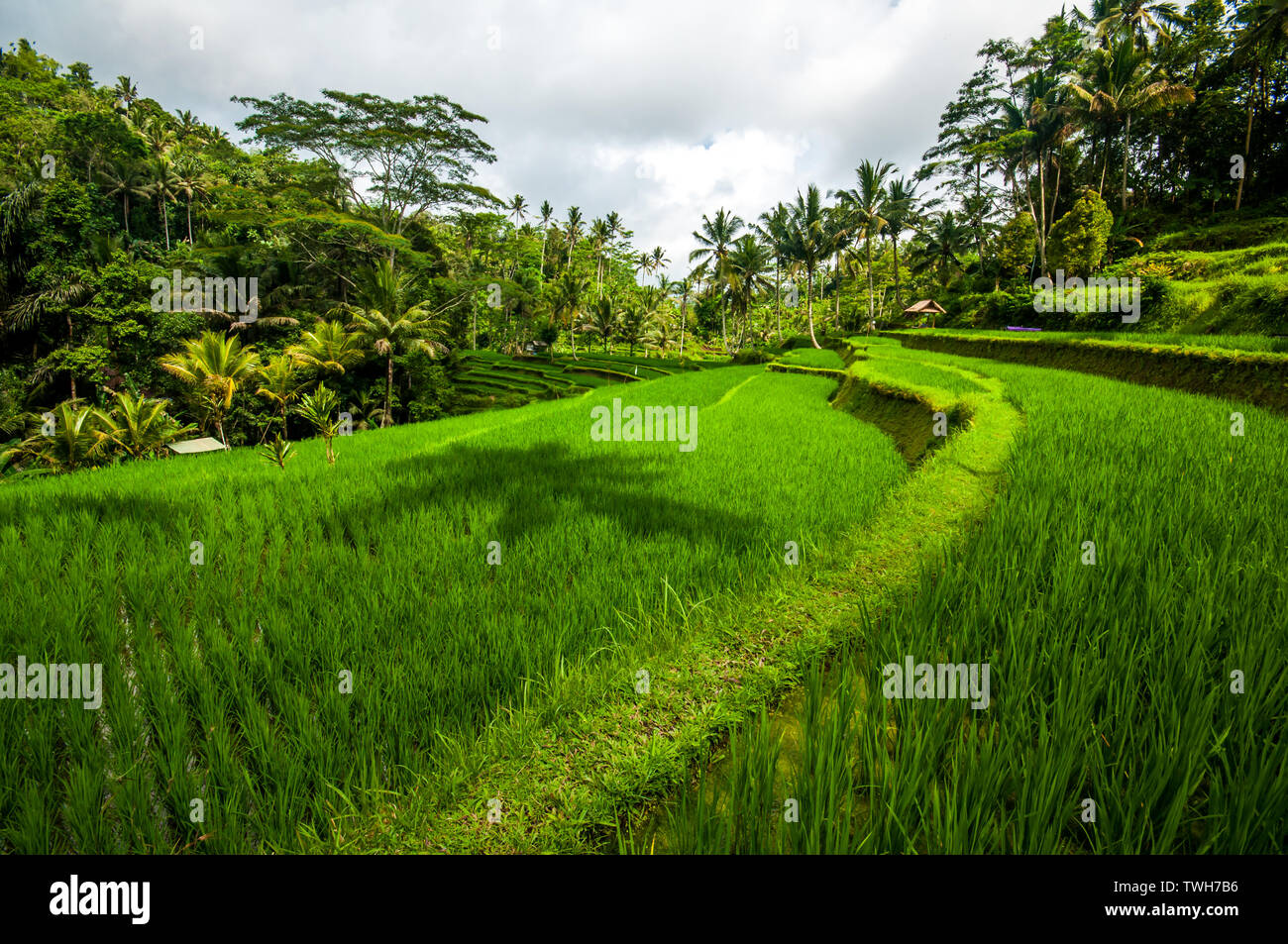 Terrazze di riso a Gunung Kawi Tempio Tampaksiring nei pressi di Ubud, Indonesia Foto Stock