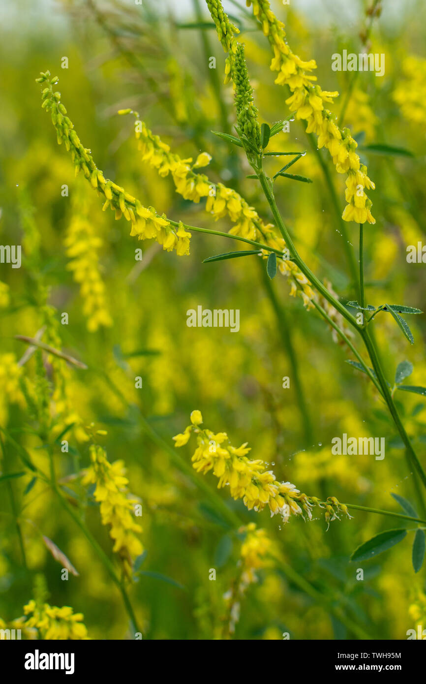 Erba alta nativa in una mattinata foggosa alla prateria Midewin National Tall Grass, Illinois. Foto Stock