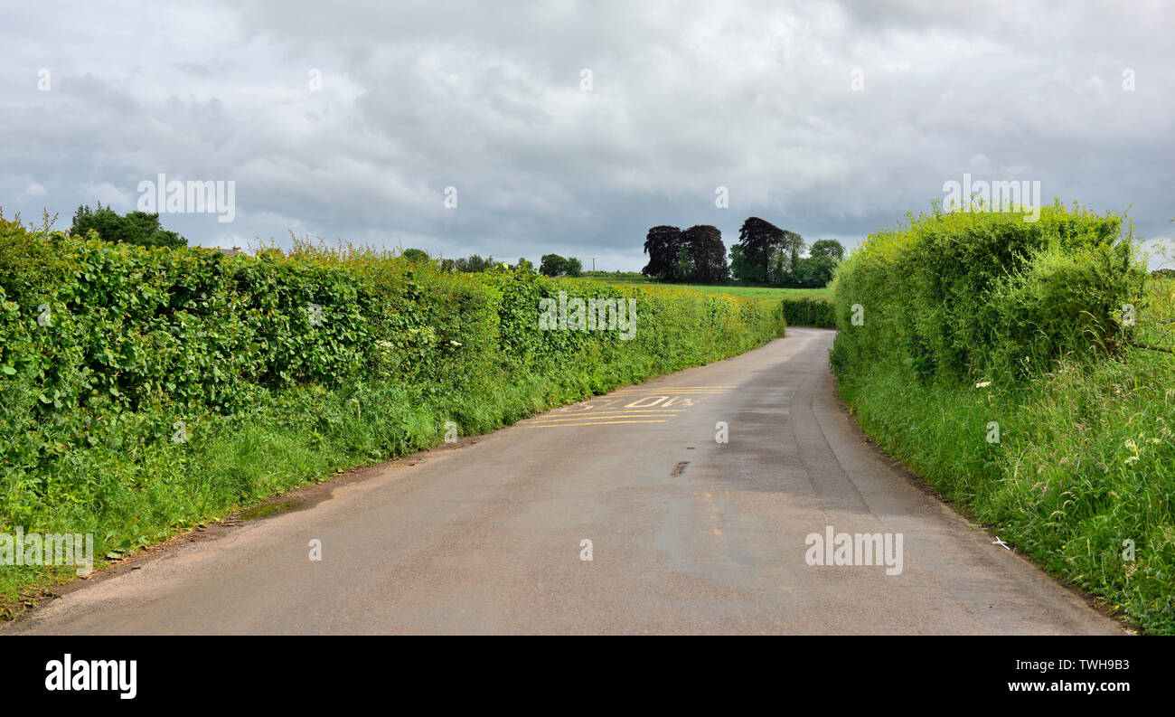 Piccolo paese lane in zone rurali campagna di Somerset, Inghilterra Foto Stock