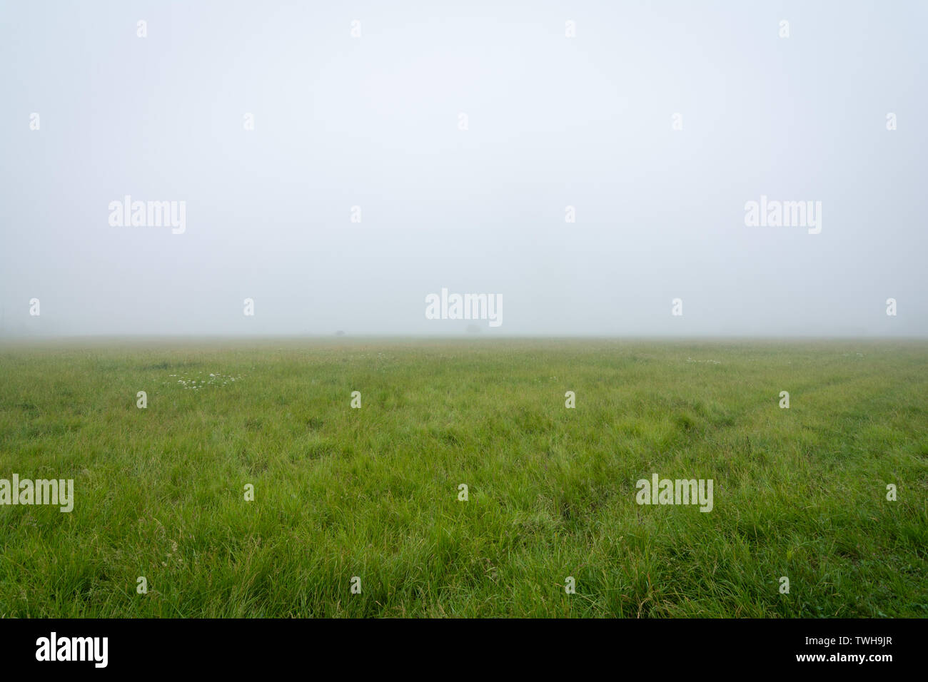 Nebbia fitta su una tarda primavera/estate precoce mattina in Wilmington nazionali di erba alta Prairie, Illinois. Foto Stock Nebbia fitta su una tarda primavera/estate precoce mattina in Wilmington nazionali di erba alta Prairie, Illinois. Foto Stock