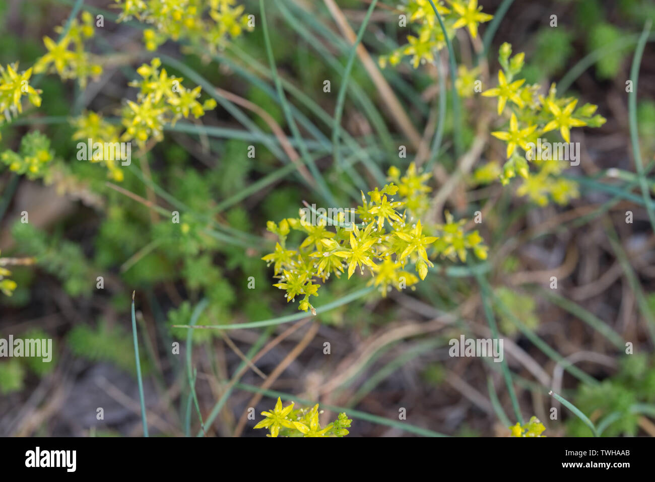 Sedum acre, goldmoss stonecrop fiori gialli macro Foto Stock