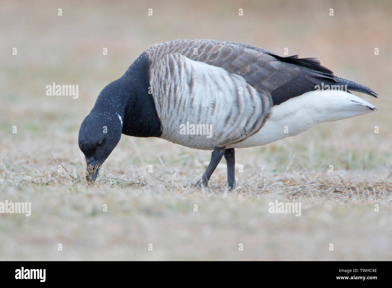 Brent goose (Branta bernicla) Foraggio di Jones del Parco Statale di Long Island New York Foto Stock