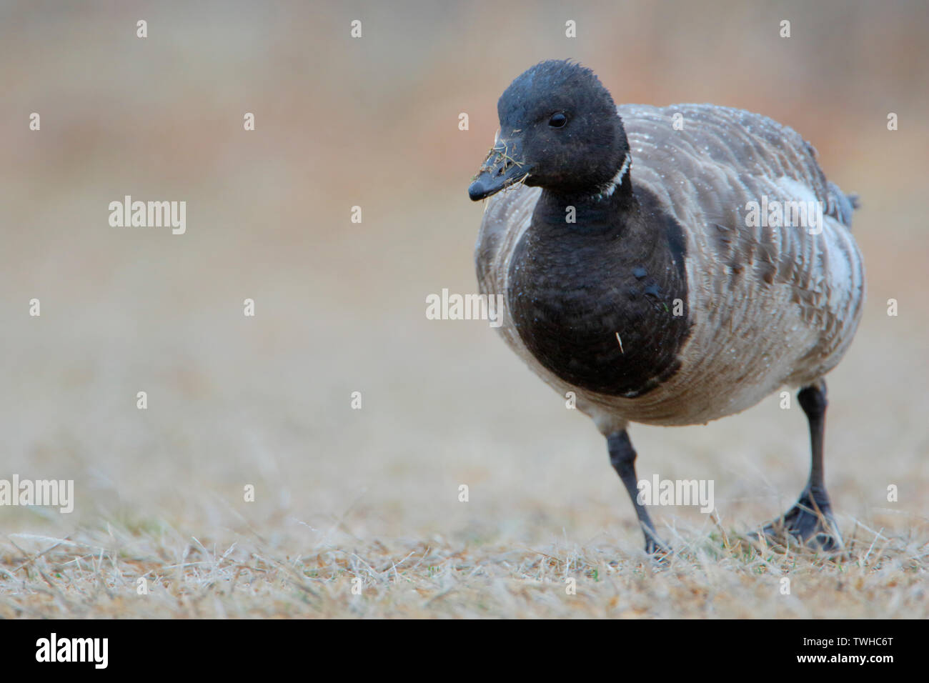 Brent goose (Branta bernicla) Foraggio di Jones del Parco Statale di Long Island New York Foto Stock