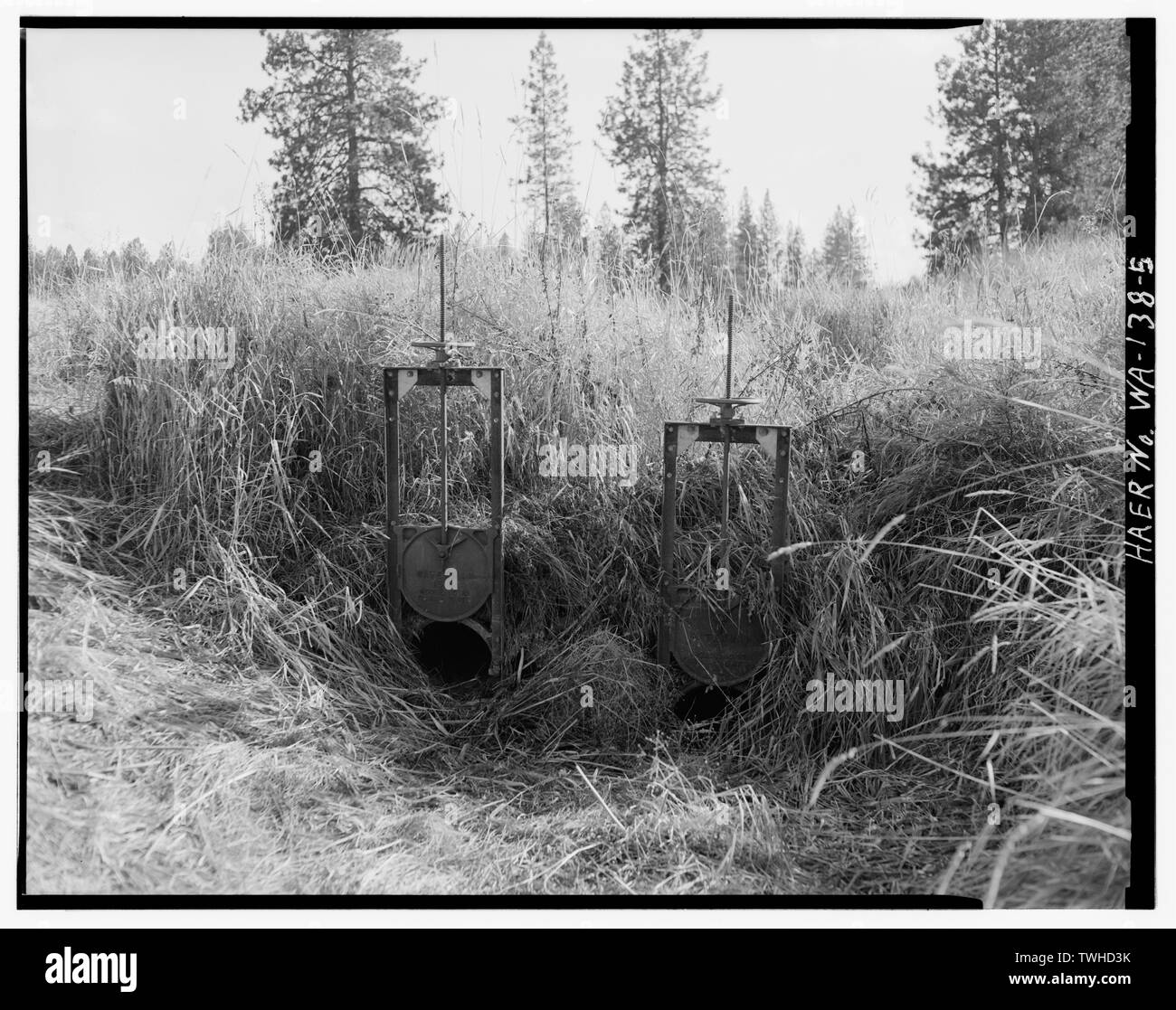 Vite-VALVEHEADGATES, vicino MULLINEX ROAD, guardando a sud-est. - La società del fossato, vicino all'intersezione di Lance Hill e Mullinex strade, Cheney, Contea di Spokane, WA Foto Stock