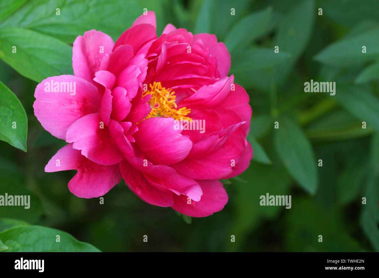 Paeonia Lampone fascino. Rosso peonia fiore. Paeonia lactiflora (Cinese peonia o giardino comune peonia). Foto Stock