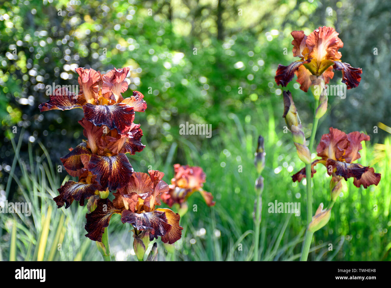 Barbuto e variegato Iris gigante Foto Stock