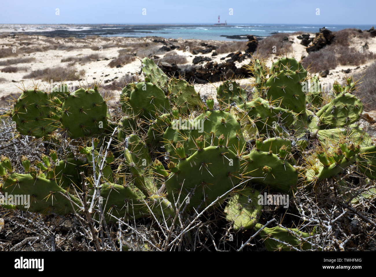 Il Cactus cresce a Caleta Marrajo, Fuerteventura Foto Stock