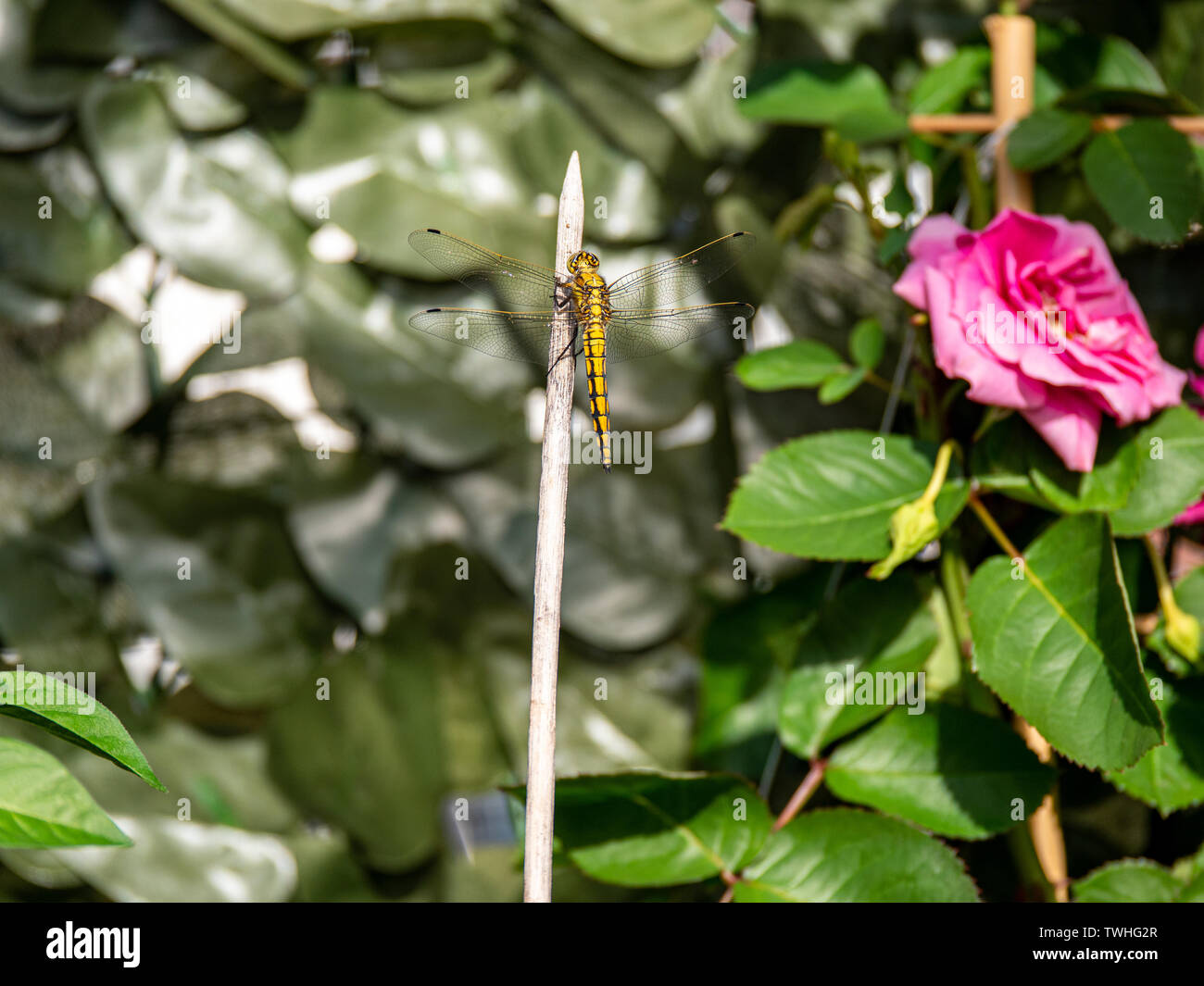 Chiudere l immagine di un bel colore giallo dragon fly Foto Stock