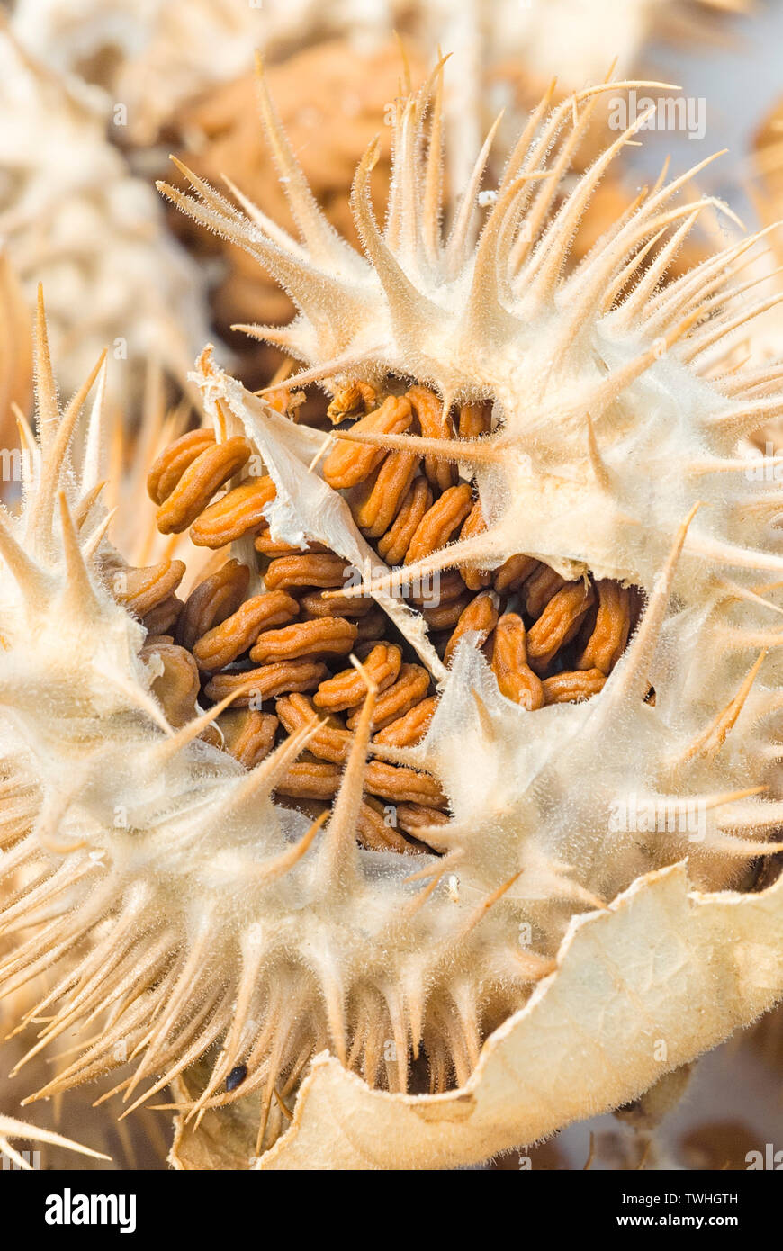 Thorn apple (Datura inoxia), i frutti e le sementi, chiusa in alto Foto Stock