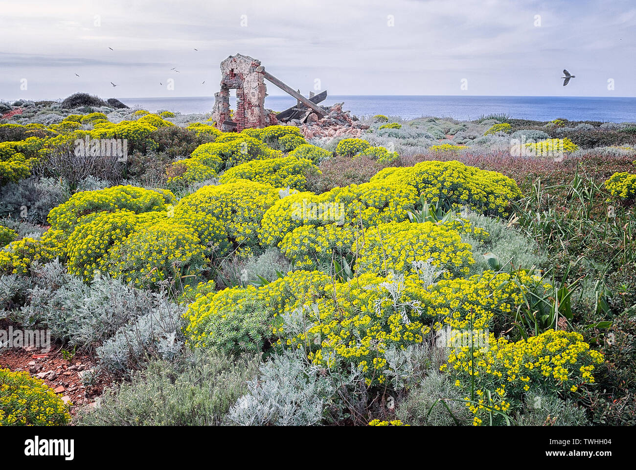 Macchia di alberi di euforbia (Euphorbia dendroides) e argento erba tossica (senecio cineraria) nell isola di Giannutri, Capel Rosso, Arcipelago Toscano, Toscana, Foto Stock
