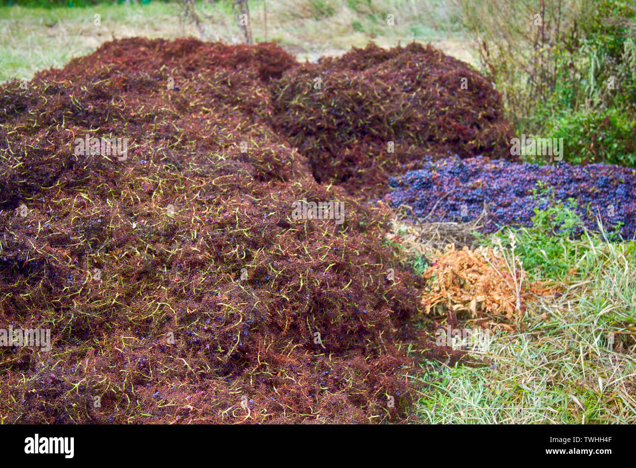 Il processo di raccolta delle uve da vino. Grappolo di uva cancellata di bacche, parte delle uve respinto durante il raccolto, riduzione delle rese. Francia, di Foto Stock