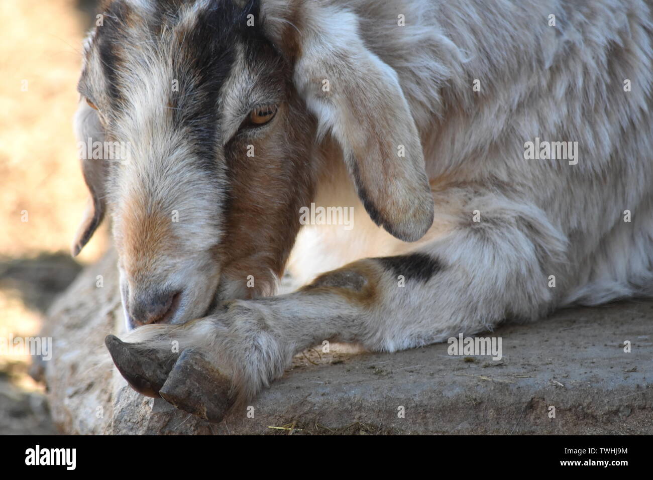 Capra che lecca è hoof Foto Stock
