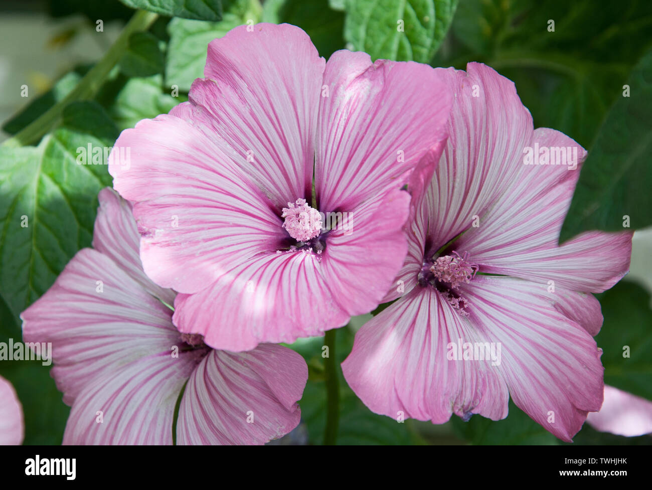 Rosa rosa malva fiore cresce nel giardino. Questa fioritura estiva ha  floreali rosa e bianco striato con petali sottili giochi di luce highl di  colata Foto stock - Alamy