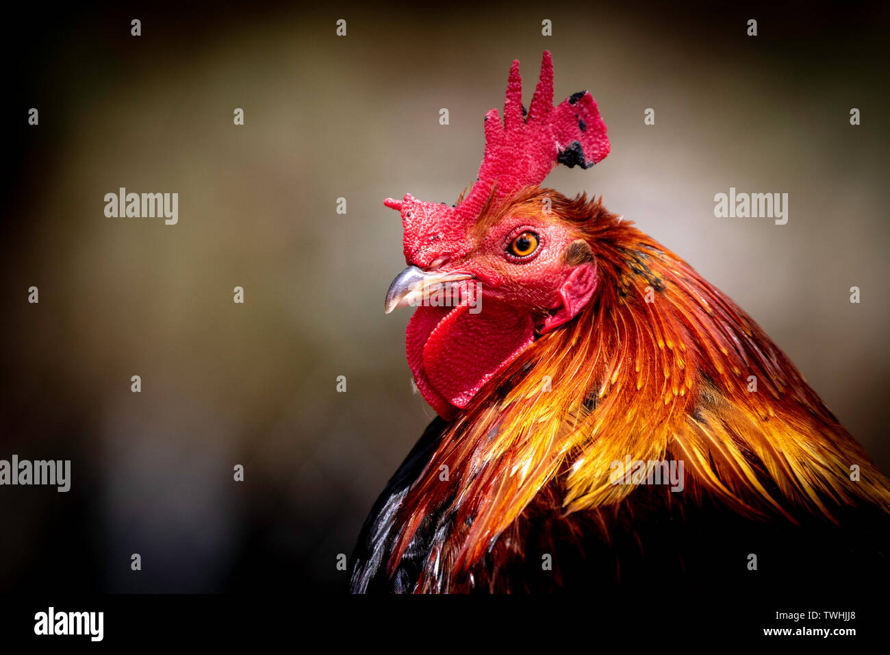 Lotto 50 Piume Di Gallo Blu Profondo - Lunghezza 12-18cm | Per Costumi E Decorazioni - Foto 4