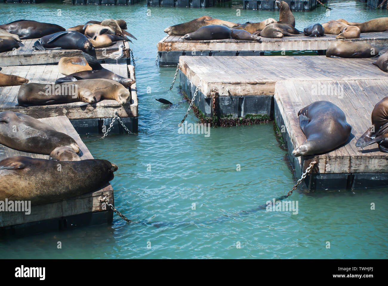 I leoni di mare a riposo - Pier 39, San Francisco Foto Stock