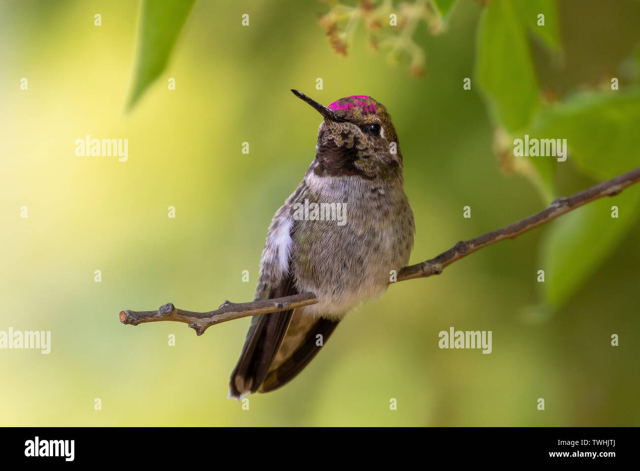 Ritratto di Anna Hummingbird Foto Stock