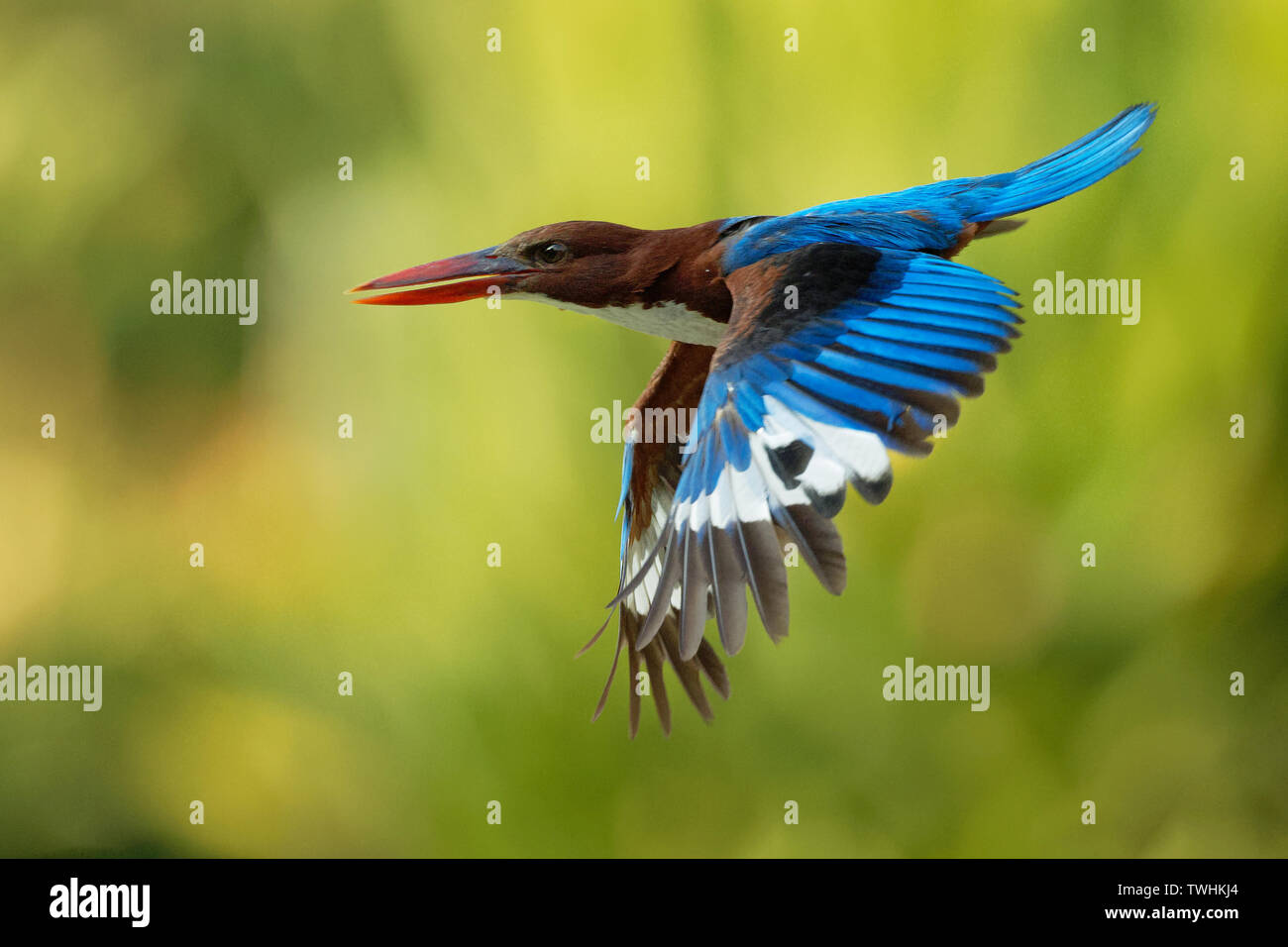 Bianco-throated Kingfisher Halcyon smyrnensis sul ramo, noto anche come il bianco-breasted kingfisher, albero kingfisher, distribuiti in Asia da Tu Foto Stock