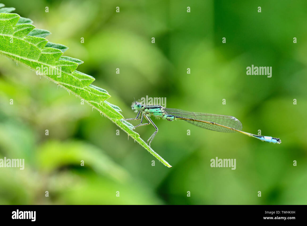 Macro di dragon-fly Foto Stock