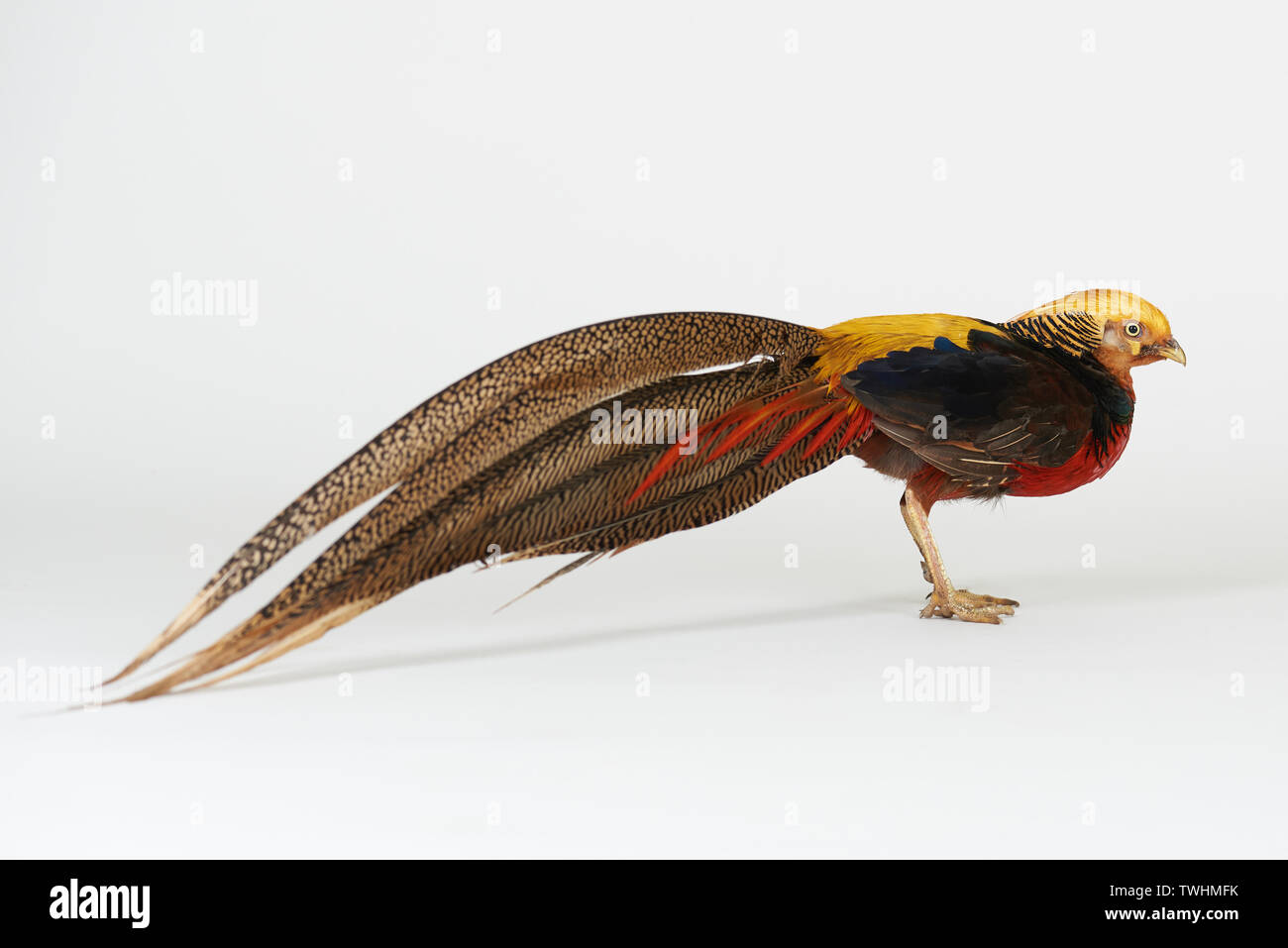 Fasianidi uccello animale stand isolato su bianco di sfondo per studio Foto Stock