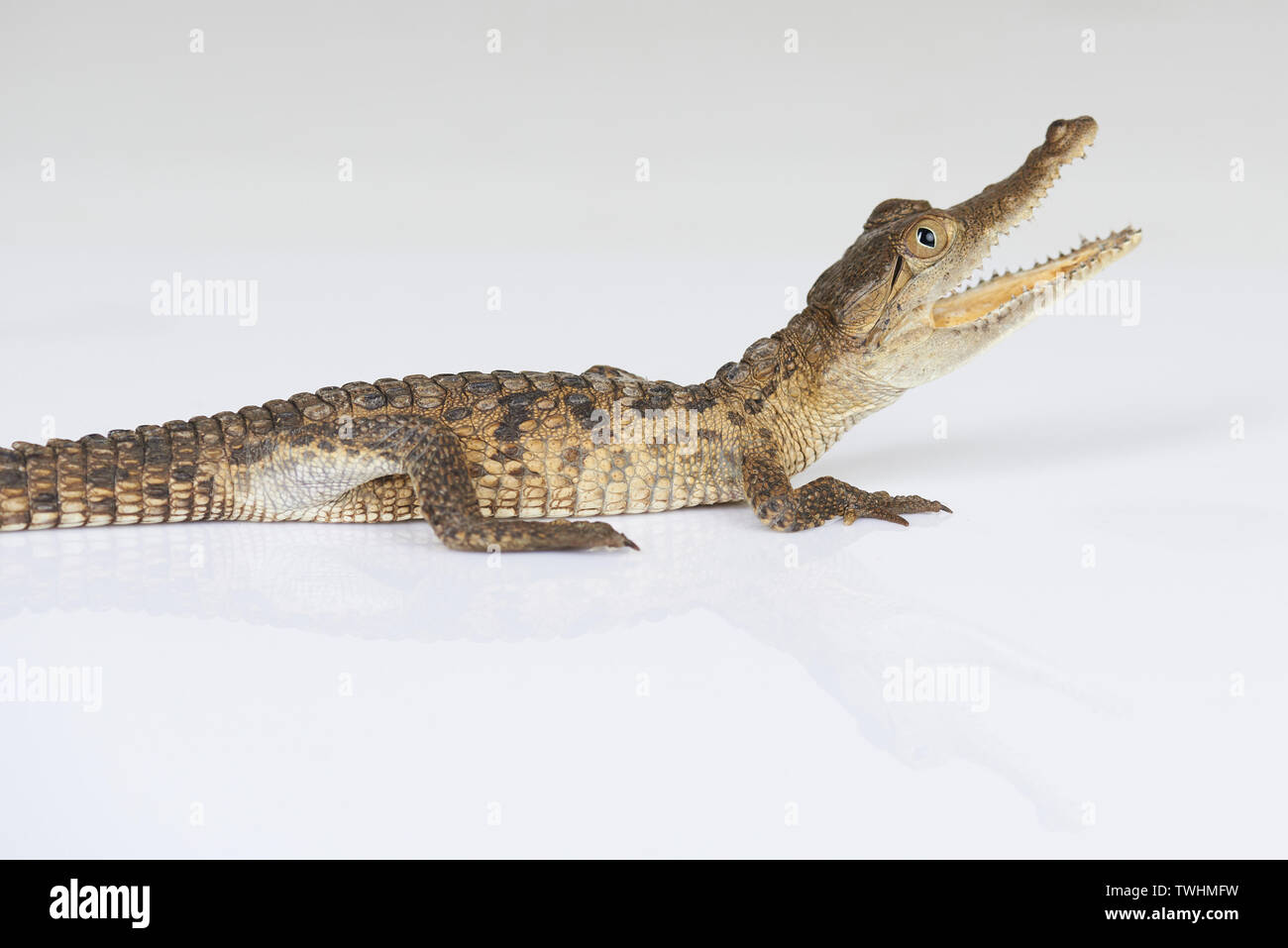 Vista laterale sul piccolo coccodrillo isolato su bianco di sfondo per studio Foto Stock