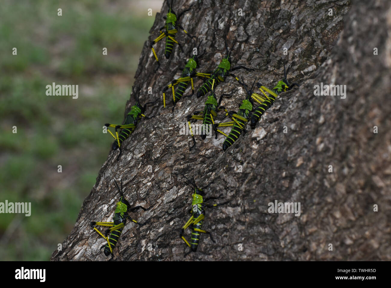 Green Milkweed Locust Swarm (Phymateus leprosus) scalabilità di una struttura ad albero Foto Stock